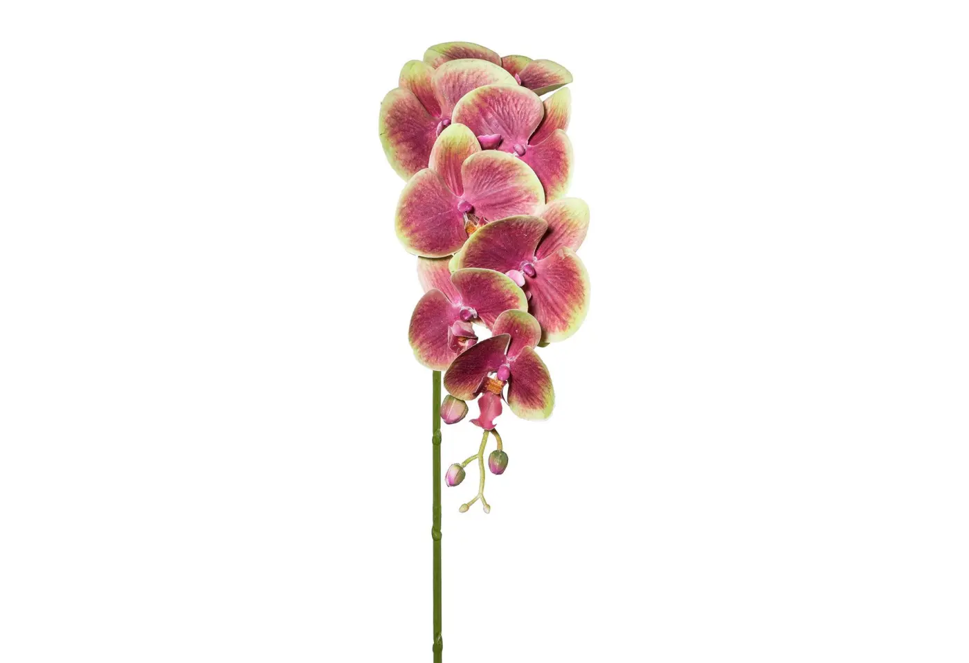 Phalenopsisx7 3D/87cm grün-braun Grün, Rosa Kunststoff ca. 87cm