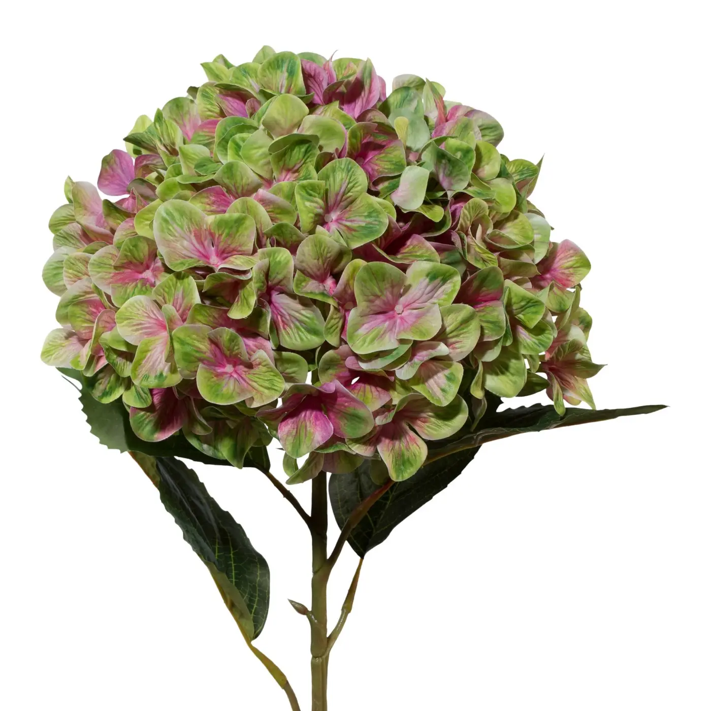 Hortensie XXL 111cm, grün-rosa
