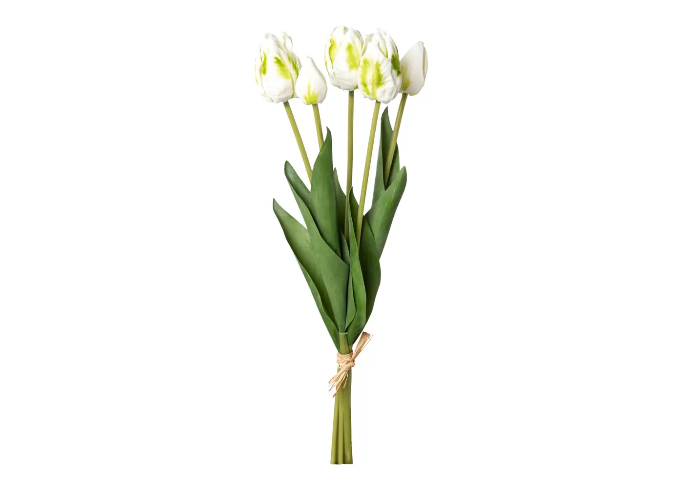 Papageientulpen-Bund 43cm, weiss-grün