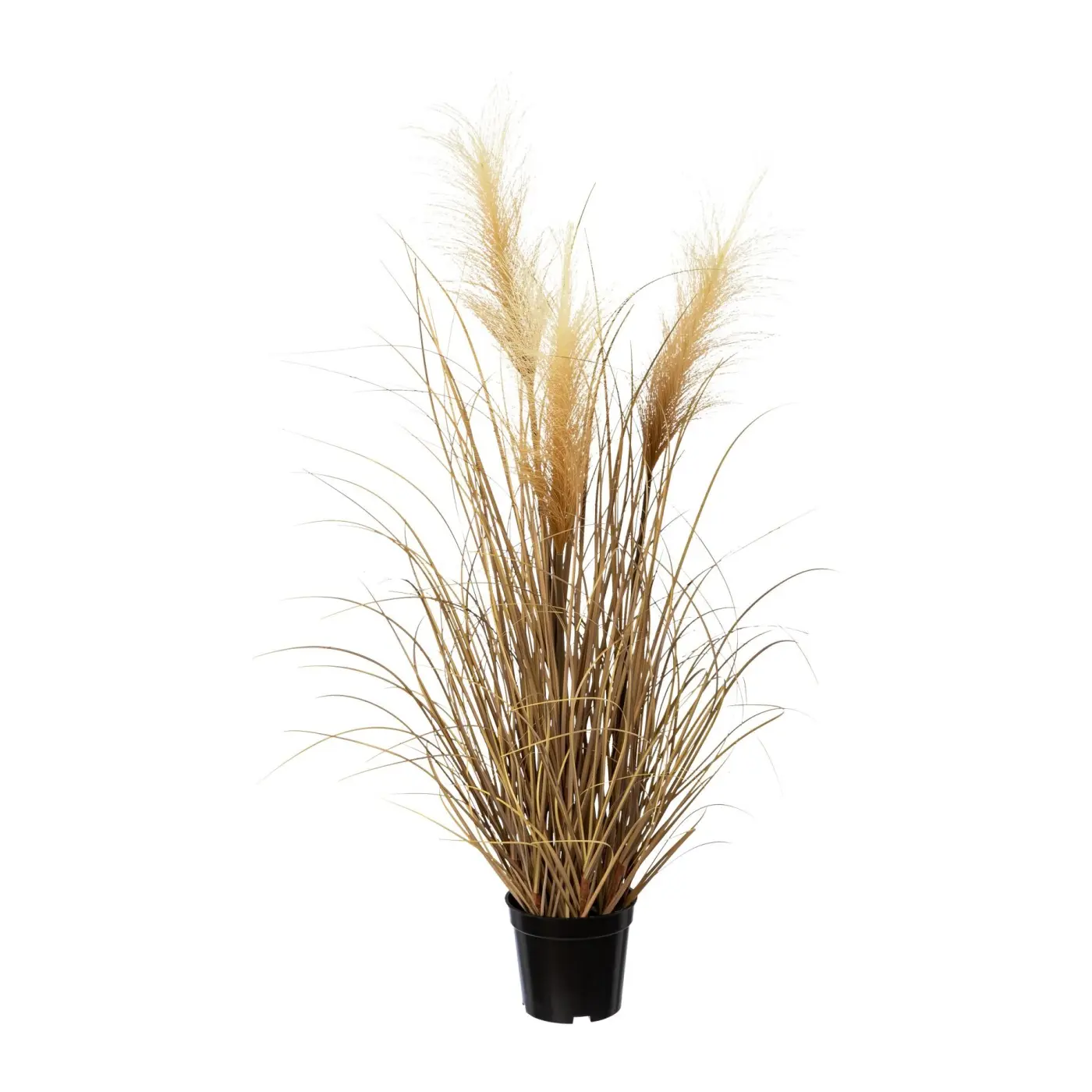 Pampasgras 76cm Im Topf, natur