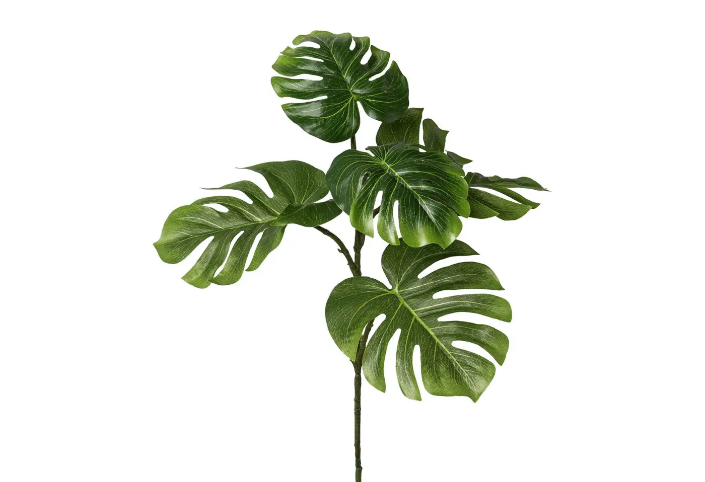 Split Philo-Zweig 53cm 53cm