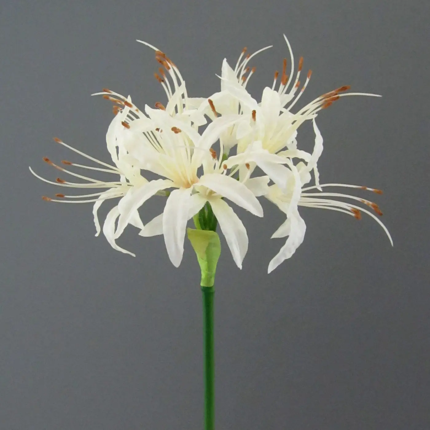 Neriene 67cm 67cm, weiss