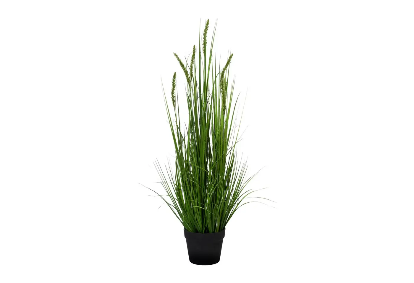 Penisetum 90cm im Topf, 90cm