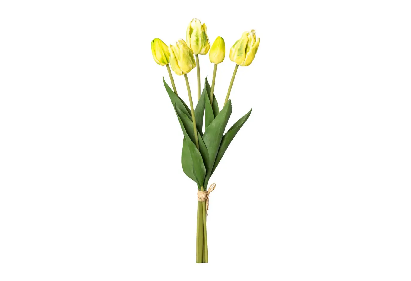 Papageientulpen-Bund 43cm, gelb
