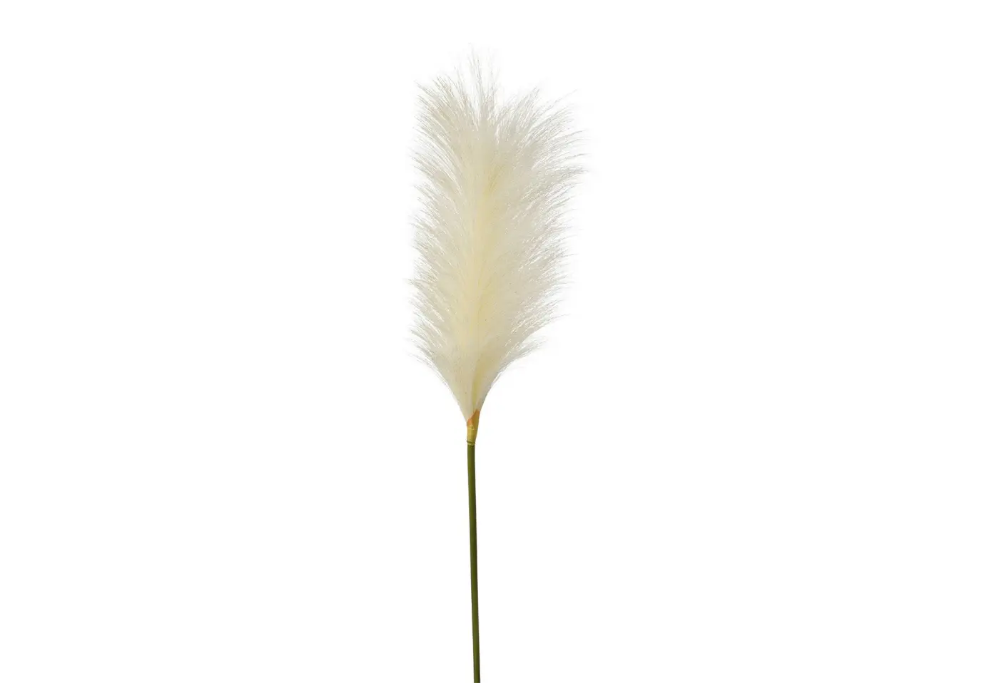 Pampasgras 100cm 