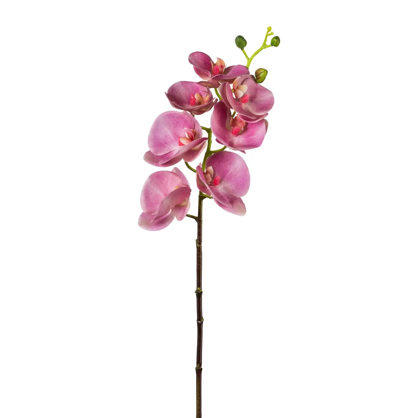 Phalenopsis 69cm Real Touch, altrosa Altrosa Kunststoff ca. 69cm