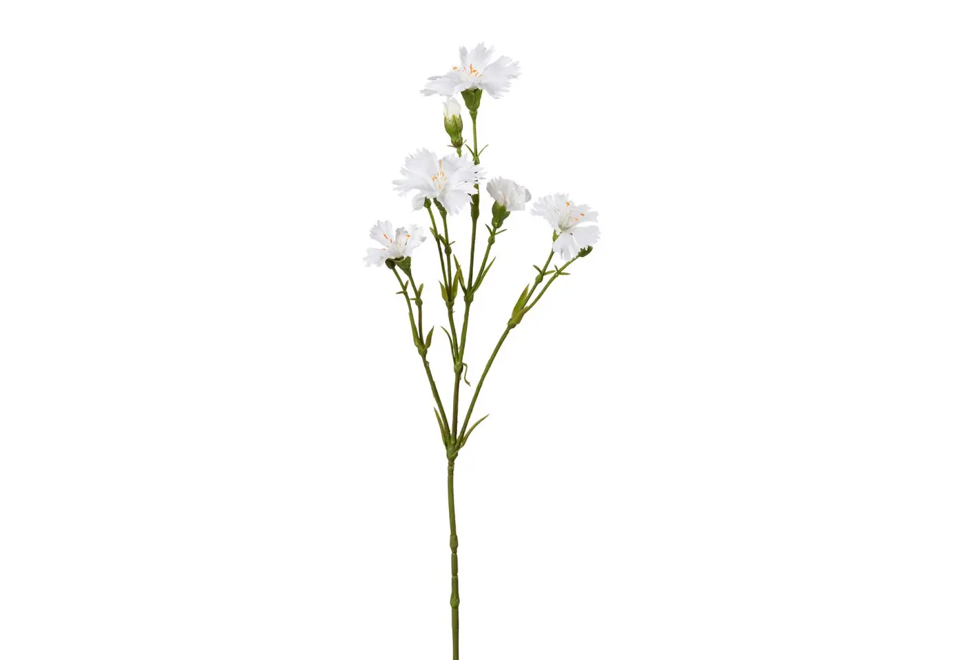 Lichtnelkenzweig 62cm 62cm, weiss